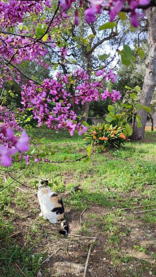 Can Costals Naturaleza Pals Luaran gambar